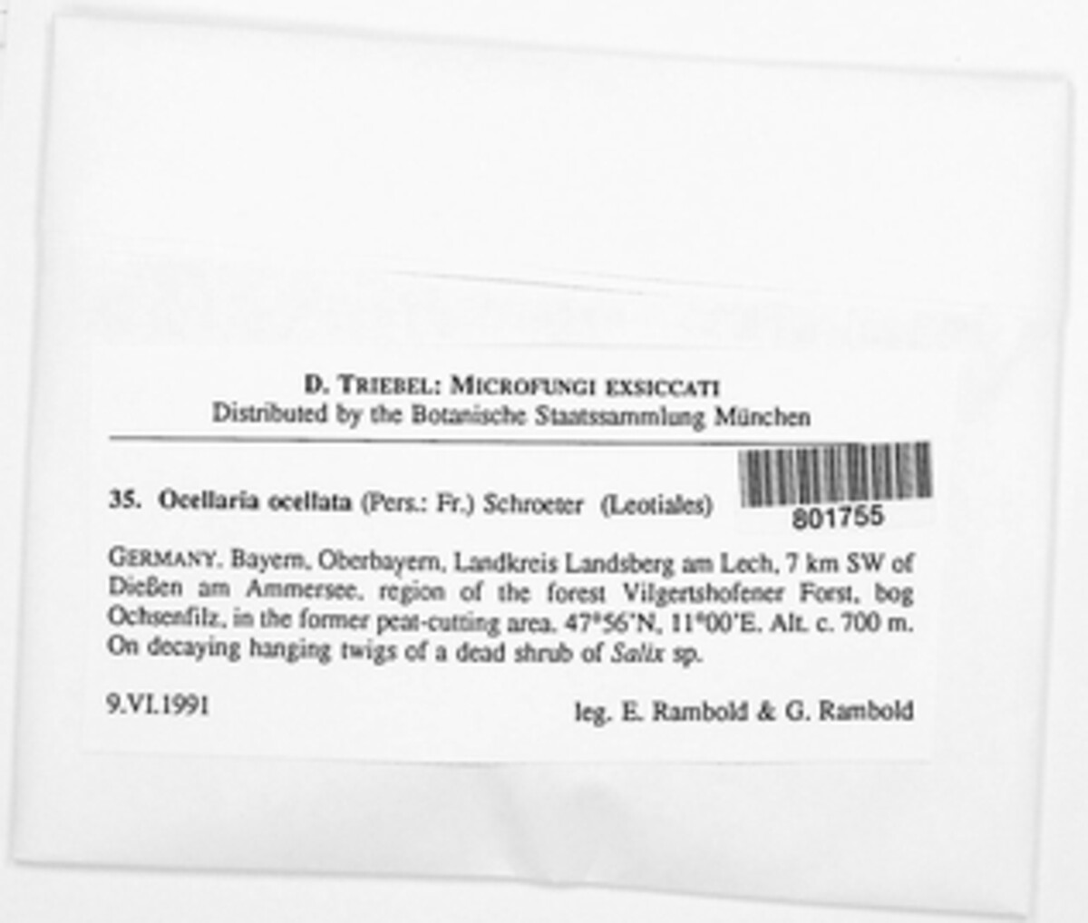 Pezicula ocellata image